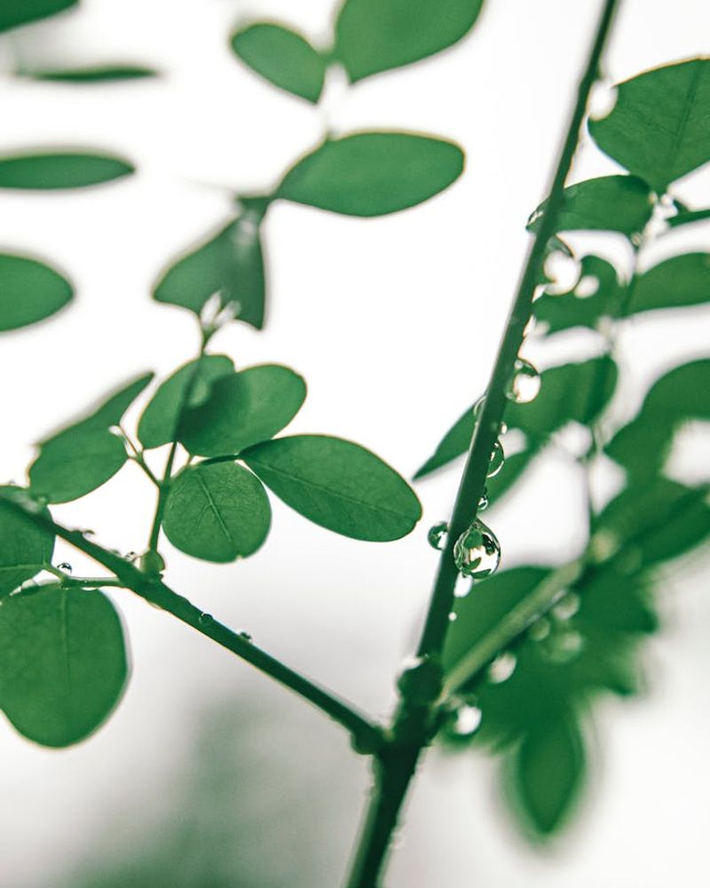 Abstract natural green herbs and soft water droplets