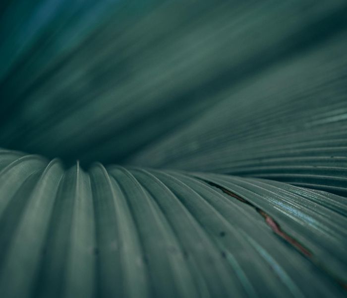 Minimalist botanical patterns with soft teal lines